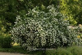 Attēlu rezultāti vaicājumam “Philadelphus coronarius”
