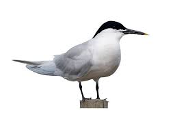 Attēlu rezultāti vaicājumam “Sterna sandvicensis”