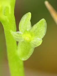 Attēlu rezultāti vaicājumam “Hammarbya paludosa leaf”