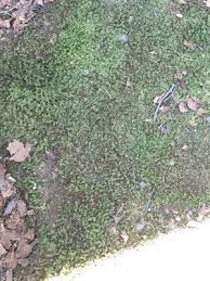 Attēlu rezultāti vaicājumam “Anomodon attenuatus”