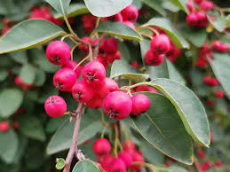 Attēlu rezultāti vaicājumam “Cotoneaster multiflorus leaf”