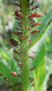 Attēlu rezultāti vaicājumam “Uroleucon hypochoeridis”