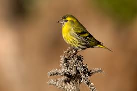 Attēlu rezultāti vaicājumam “Carduelis spinus male”