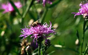 Image result for Flockenblume