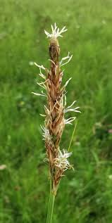 Attēlu rezultāti vaicājumam “Carex disticha”