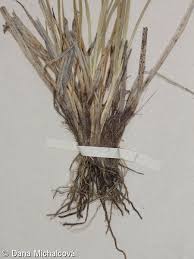 Attēlu rezultāti vaicājumam “Carex lepidocarpa leaf”