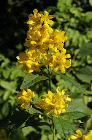 Attēlu rezultāti vaicājumam “Lysimachia vulgaris”