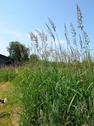 Attēlu rezultāti vaicājumam “Phalaroides arundinacea”