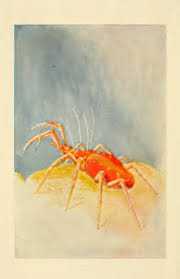 Attēlu rezultāti vaicājumam “Chionaspis salicis imago”