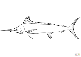 Image result for Kajikia albida