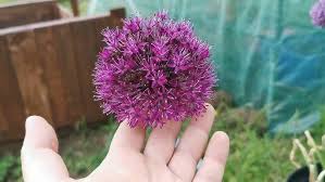 Attēlu rezultāti vaicājumam “Allium holandicum leaf”