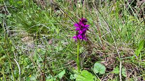 Attēlu rezultāti vaicājumam “Dactylorhiza majalis subsp. baltica bud”