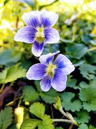 Image result for violet