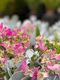 Image result for bougainvillea