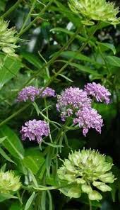 Image result for Iberis umbellata