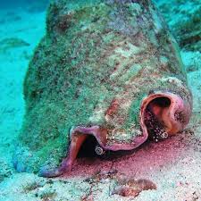 Image result for Aliger gigas