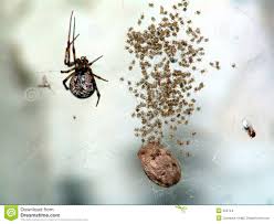 Attēlu rezultāti vaicājumam “Phylloneta cocoon”