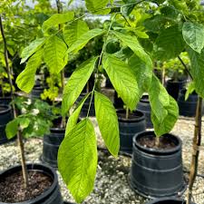 Attēlu rezultāti vaicājumam “Cladrastis kentukea leaf”