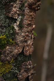 Attēlu rezultāti vaicājumam “Phlebia rufa”