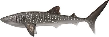 Image result for Rhincodon typus