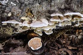 Attēlu rezultāti vaicājumam “Gloeoporus dichrous”