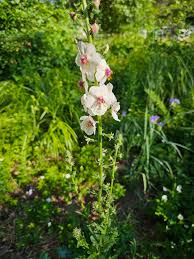 Attēlu rezultāti vaicājumam “Verbascum blattaria”