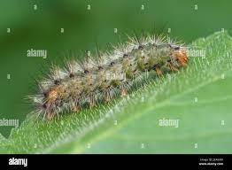Attēlu rezultāti vaicājumam “Spilosoma lutea larva”