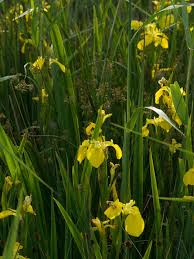 Attēlu rezultāti vaicājumam “Iris pseudacorus leaf”