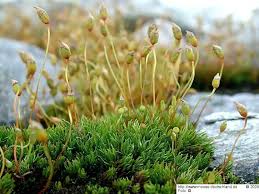 Attēlu rezultāti vaicājumam “Polytrichastrum pallidisetum macro”