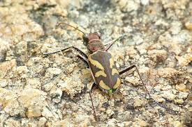 Attēlu rezultāti vaicājumam “Cicindela sylvatica”