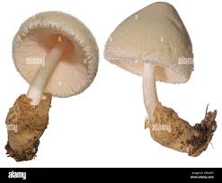 Attēlu rezultāti vaicājumam “Volvariella bombycina”