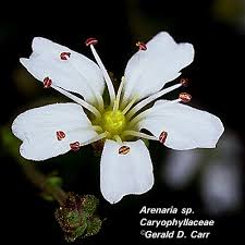 Attēlu rezultāti vaicājumam “Caryophyllaceae”