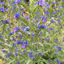 Attēlu rezultāti vaicājumam “Echium vulgare bud”