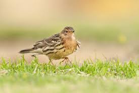 Image result for Anthus cervinus