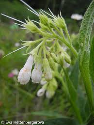 Attēlu rezultāti vaicājumam “Symphytum officinale bud”