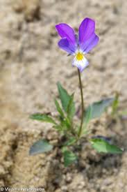 Attēlu rezultāti vaicājumam “Viola tricolor”