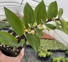 Attēlu rezultāti vaicājumam “Polygonatum verticillatum leaf”