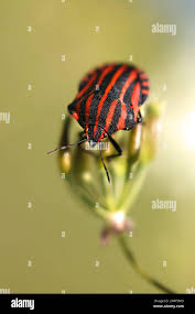 Attēlu rezultāti vaicājumam “Graphosoma lineatum nymph”
