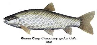 Image result for Ctenopharyngodon idella