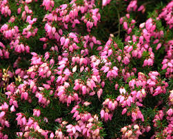 Attēlu rezultāti vaicājumam “Erica tetralix leaf”