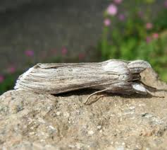 Attēlu rezultāti vaicājumam “Cucullia umbratica”