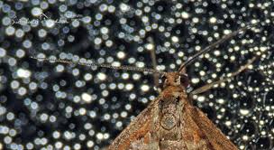 Attēlu rezultāti vaicājumam “Diasemia reticularis”