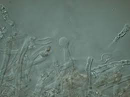 Attēlu rezultāti vaicājumam “Schizopora paradoxa”