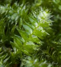 Attēlu rezultāti vaicājumam “Plagiothecium succulentum”