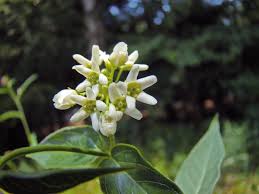 Attēlu rezultāti vaicājumam “Vincetoxicum hirundinaria”