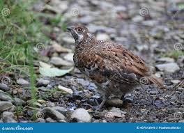 Attēlu rezultāti vaicājumam “Bonasa bonasia eggs”