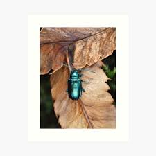 Attēlu rezultāti vaicājumam “Altica sp.”