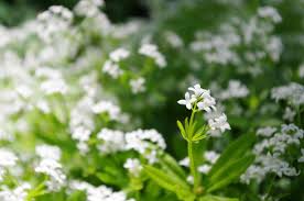 Image result for Galium aparine