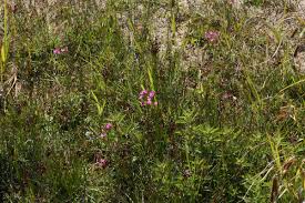 Attēlu rezultāti vaicājumam “Centaurium littorale leaf”