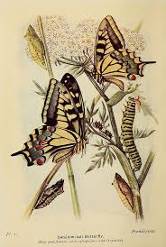 Attēlu rezultāti vaicājumam “Papilio machaon underside”